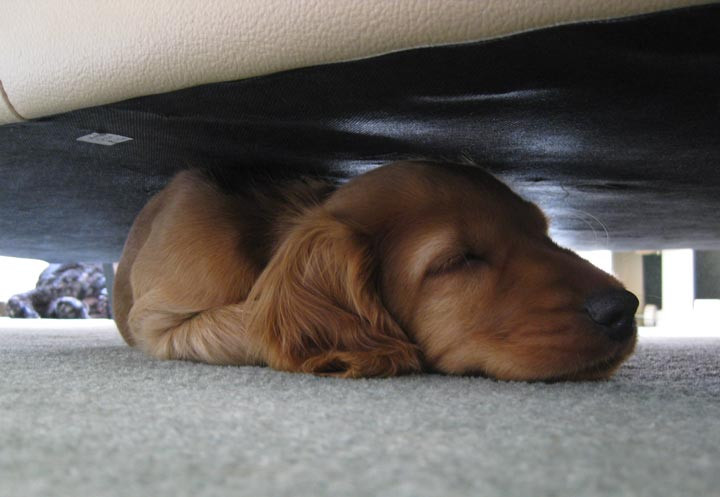Under sofa
