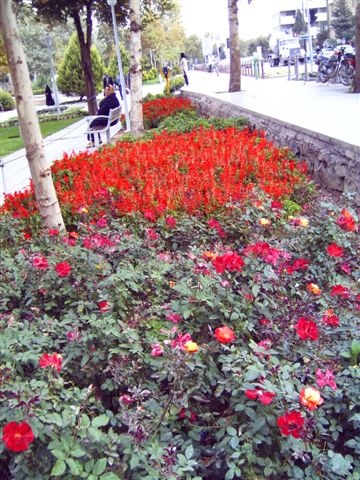Iszfaháni virágok 4.