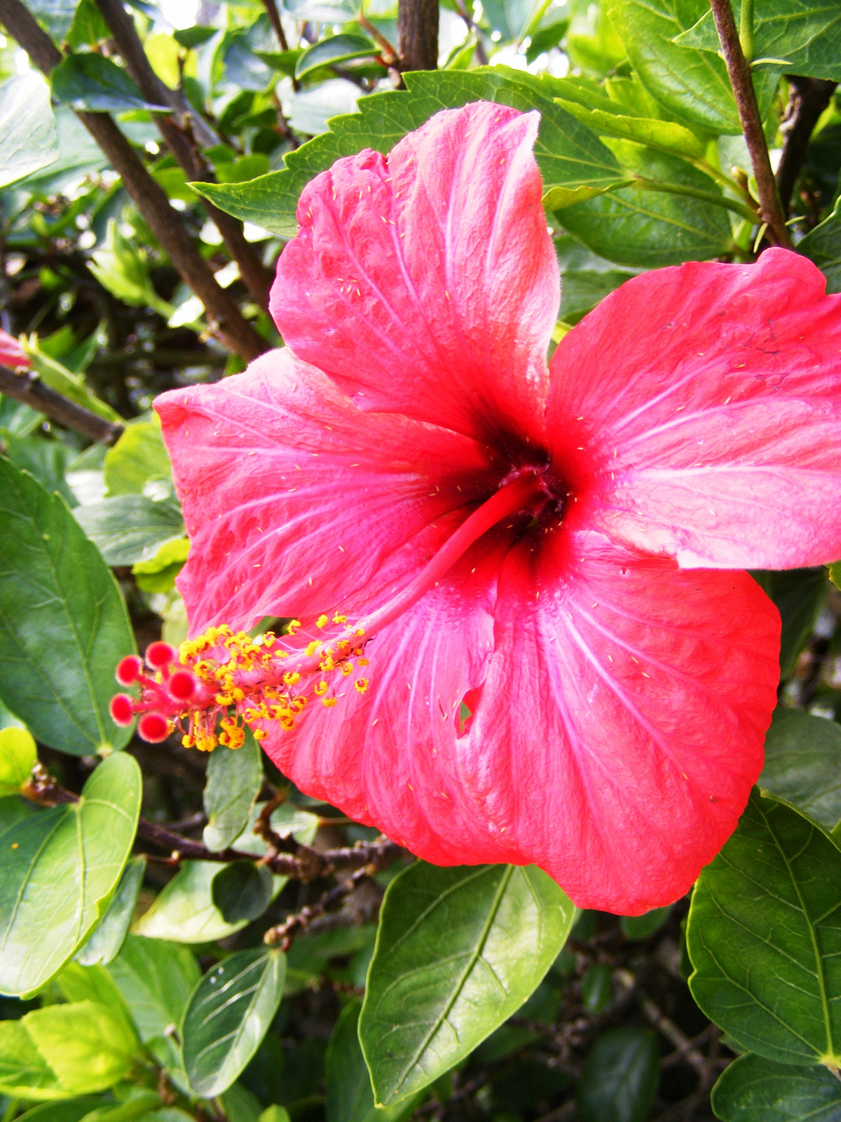 Hibiszkusz