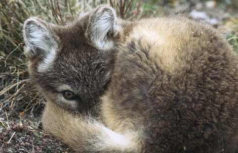 arctic-fox-pup-canada-762529-ga