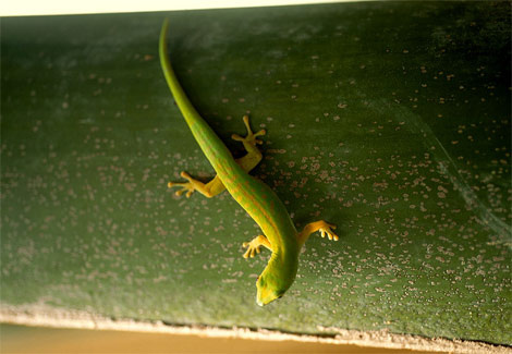 praslin-island-gecko-92772-ga