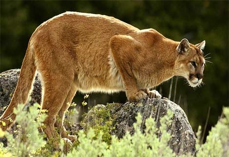 mountain-lion