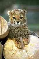 Cheetah Cub thumb