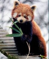 Red Panda thumb