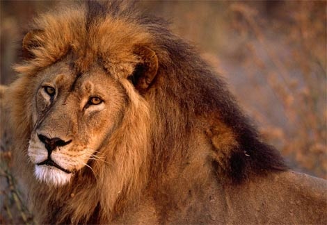 african-lion-closeup