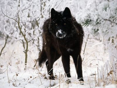 normal Cold Stare, Gray Wolf