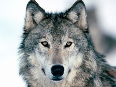 normal Look Into My Eyes, Winter Wolf