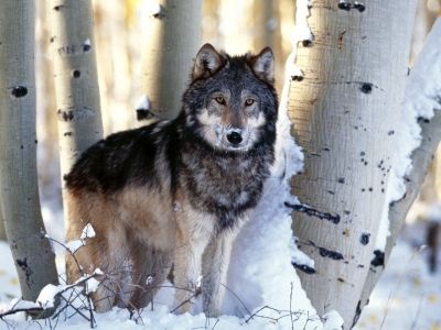 normal Winter Hunting, Gray Wolf