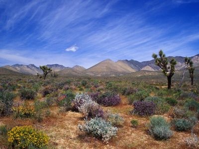 normal Desert Bloom, California Desert Conservation Area