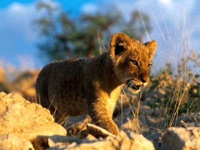 normal African Lion Cub