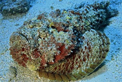 scorpion-fish-tuamotu-513695-ga