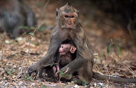 macaque-mom-282852-ga