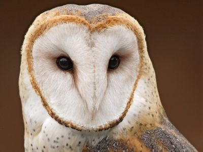 normal Barn Owl