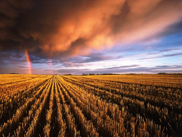 Stubble Field  Saskatchewan  Canada - 1600x1200