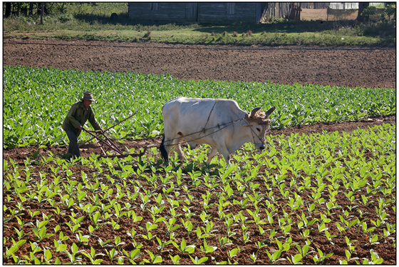 Robaina Tobacco Plantation013