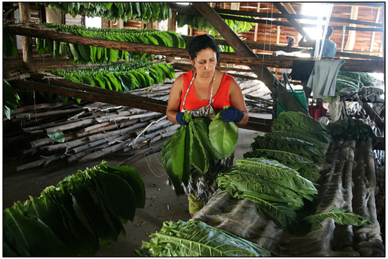 Robaina Tobacco Plantation030