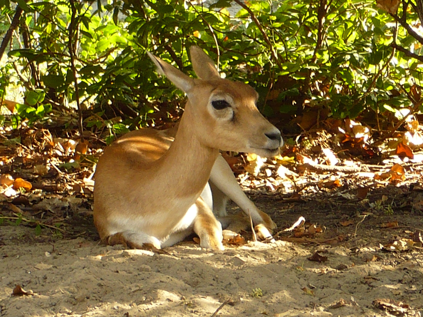 Bambi