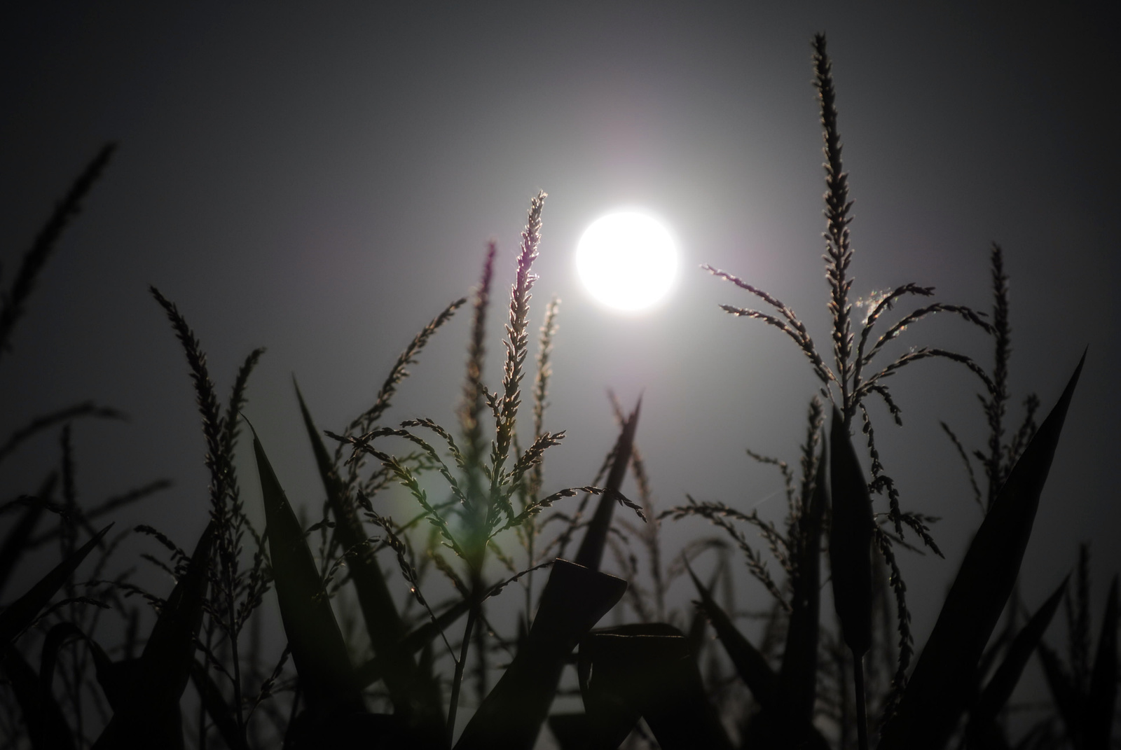 maize and the moon