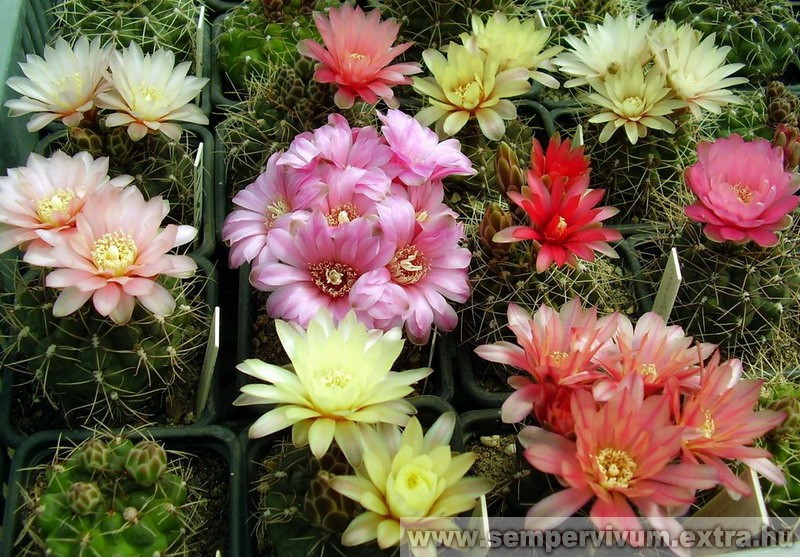 gymnocalycium baldianum 1