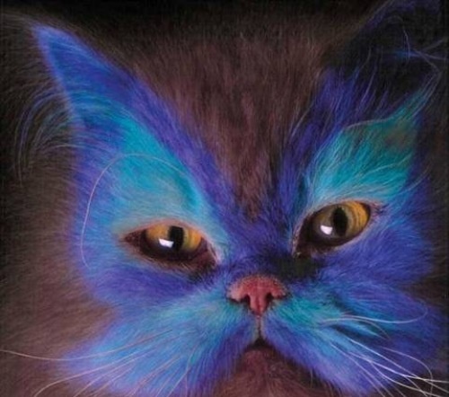 paint-dye-cats-9