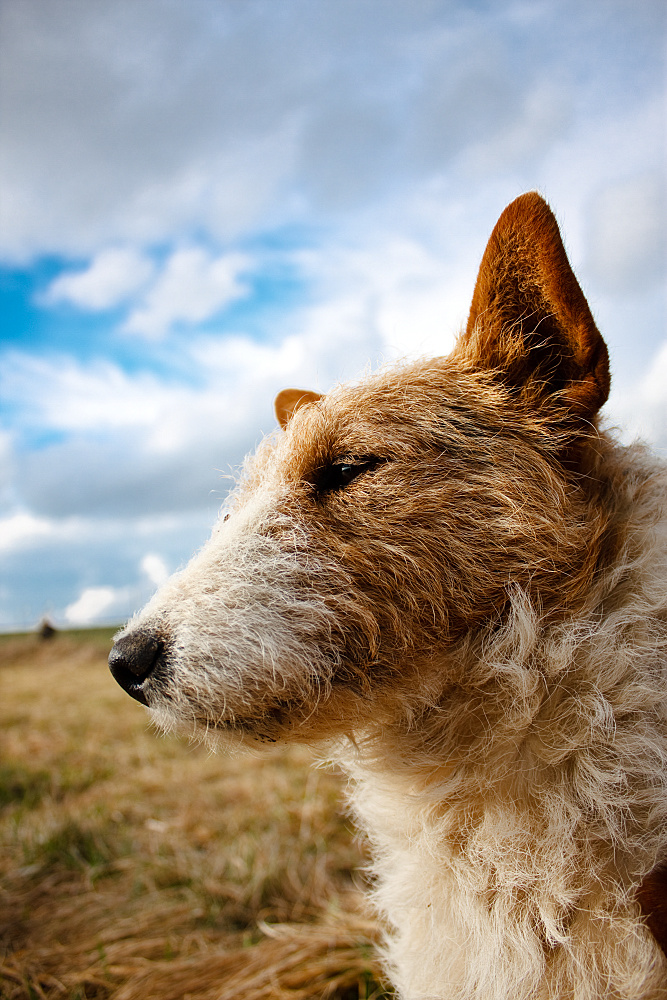 dogfész