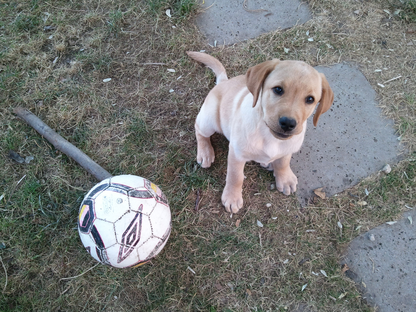 Rocky (Labrador Retriever)