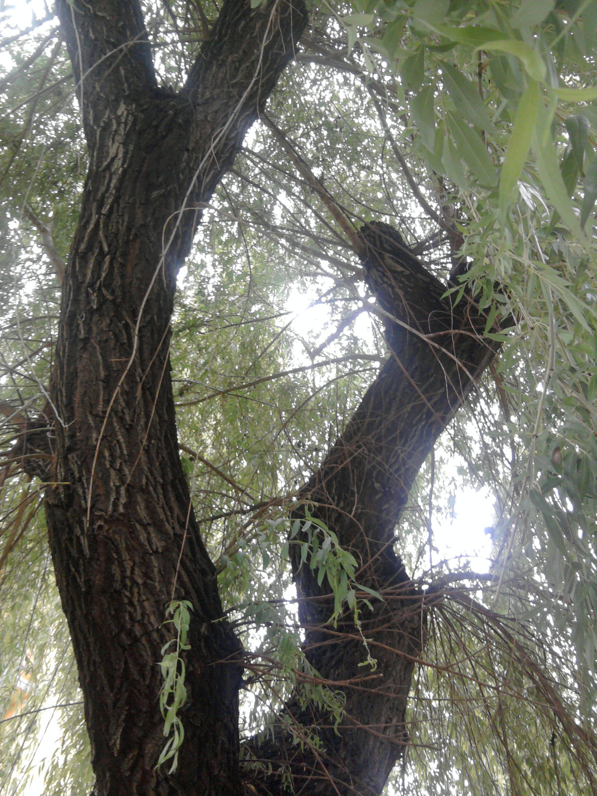 Egerben egy fa