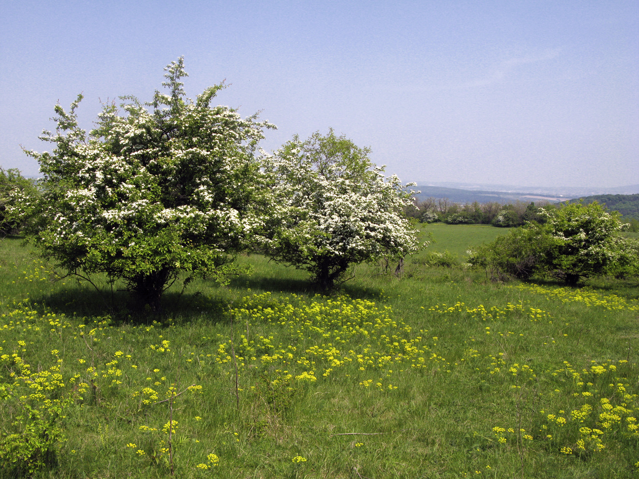 090502 G9 8064 OKT Kisgyón-Fehérvárcsurgó