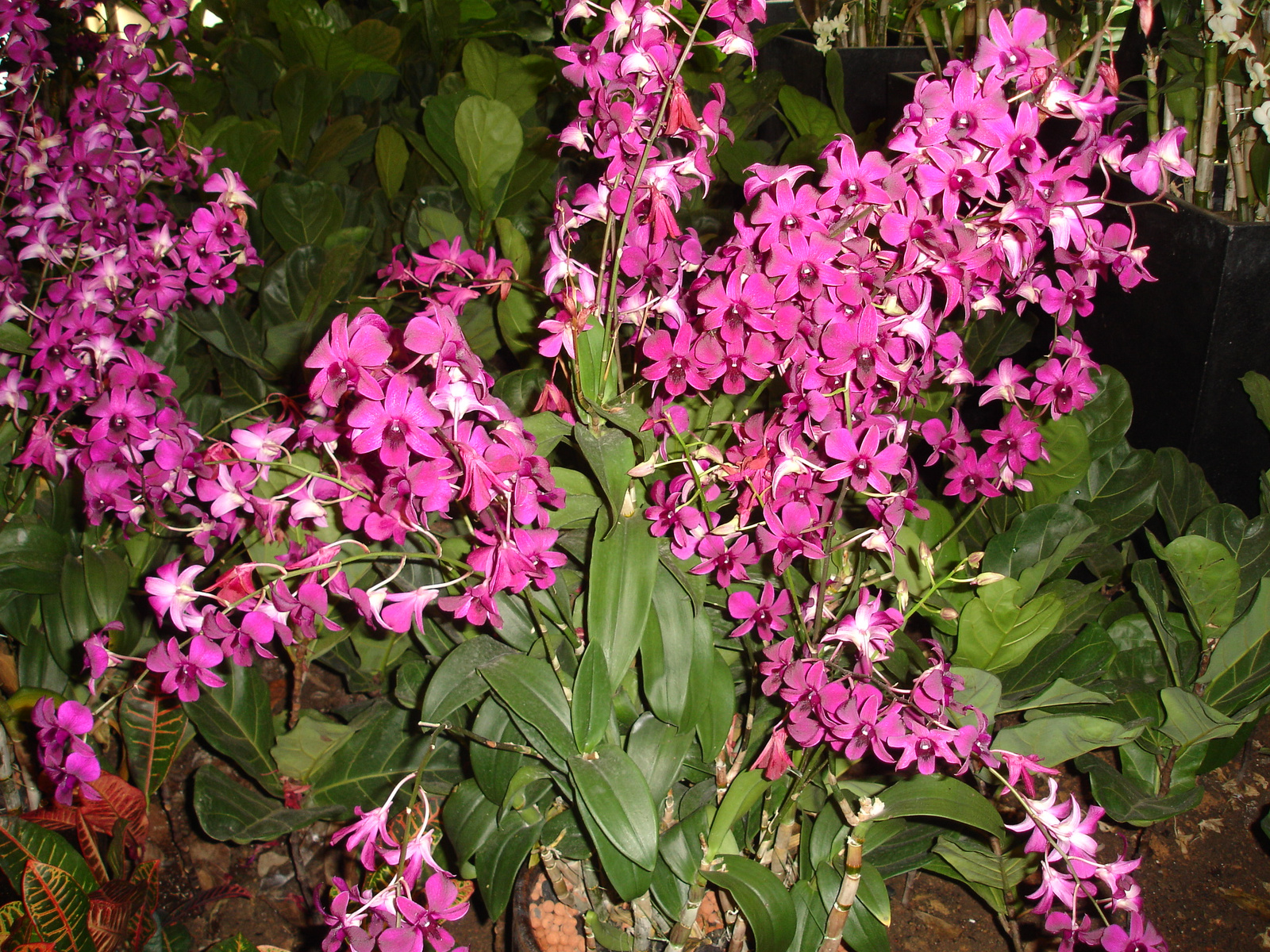 orchidea