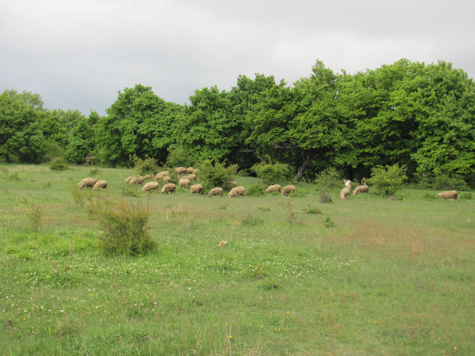 2011.05.08.Óbudavár teljesítménytúra 057