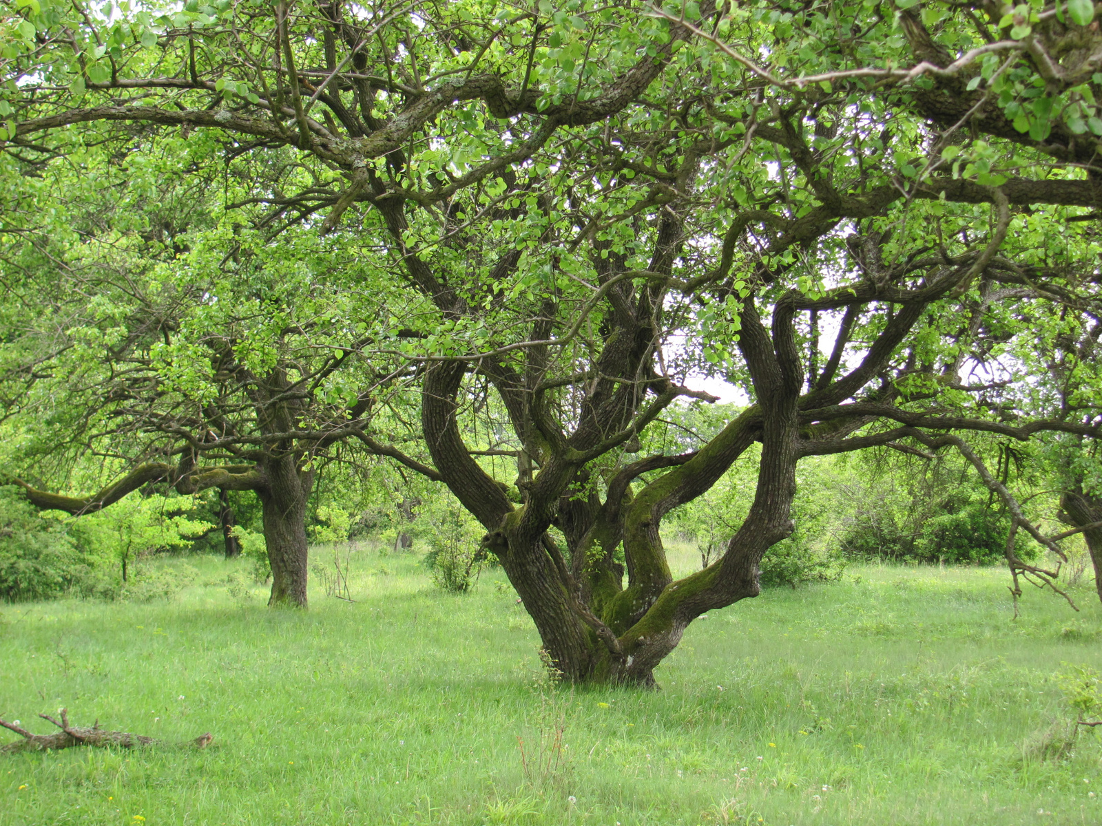 2011.05.08.Óbudavár teljesítménytúra 058