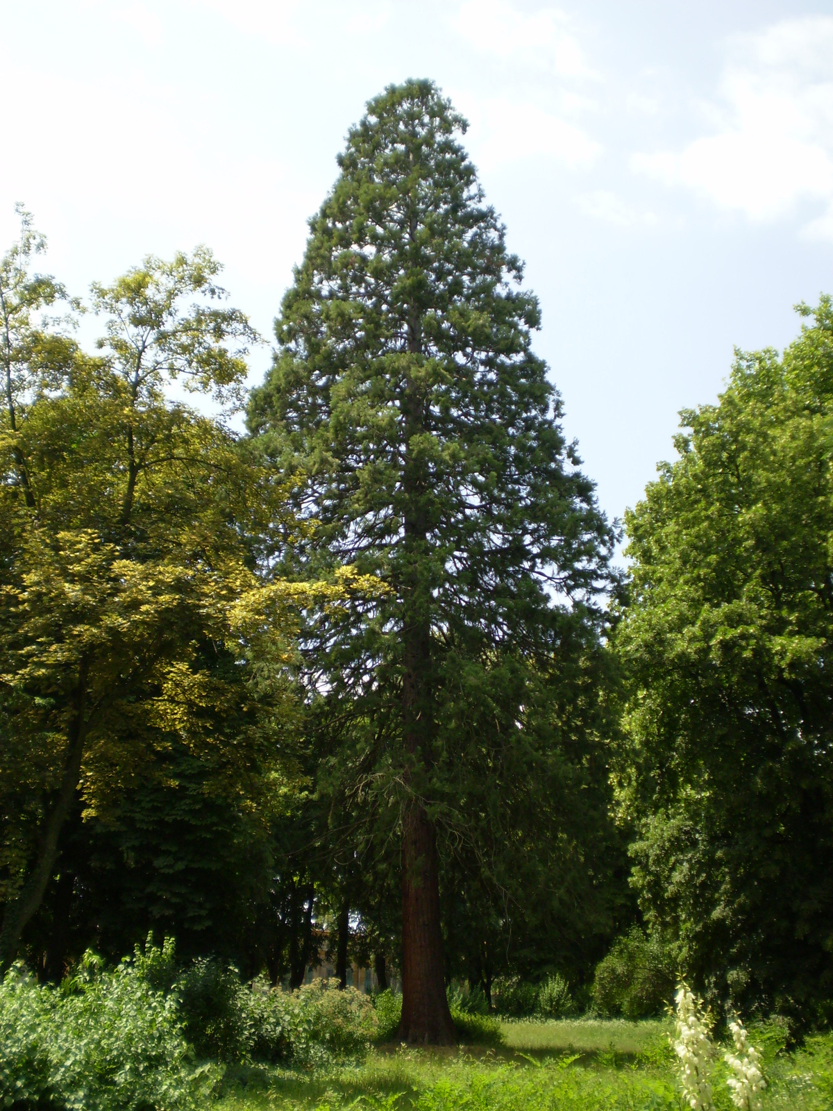 fertődi fa