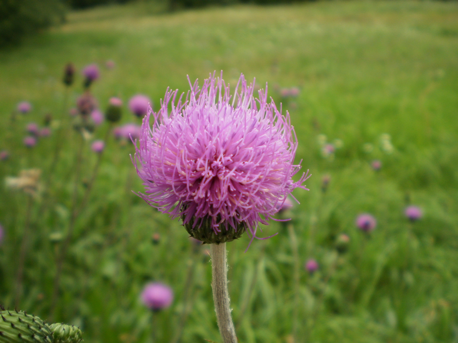 2009.08.13Gyöngyös 111