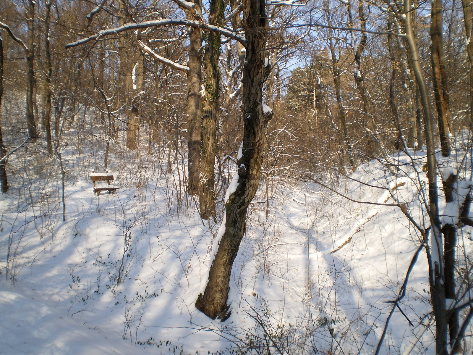 20091220Téli séta a Mecseki parkerdőben 044