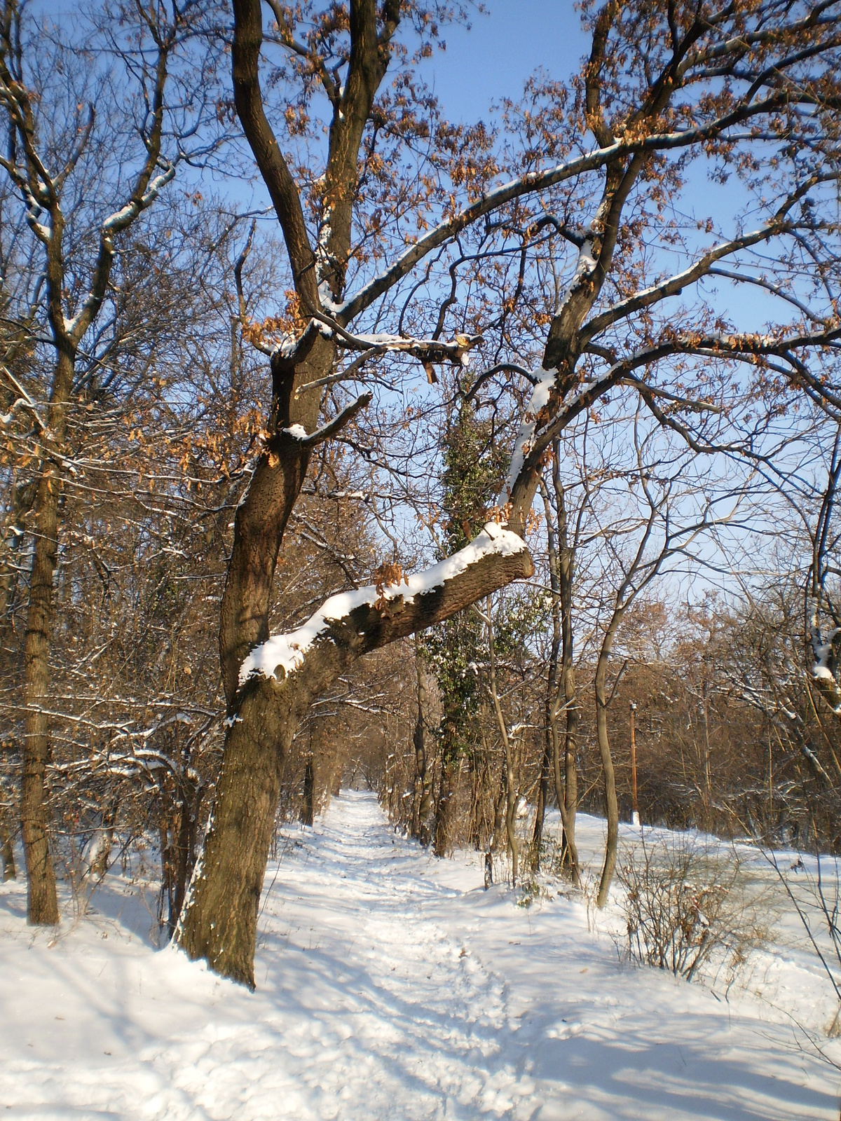 20091220Téli séta a Mecseki parkerdőben 069