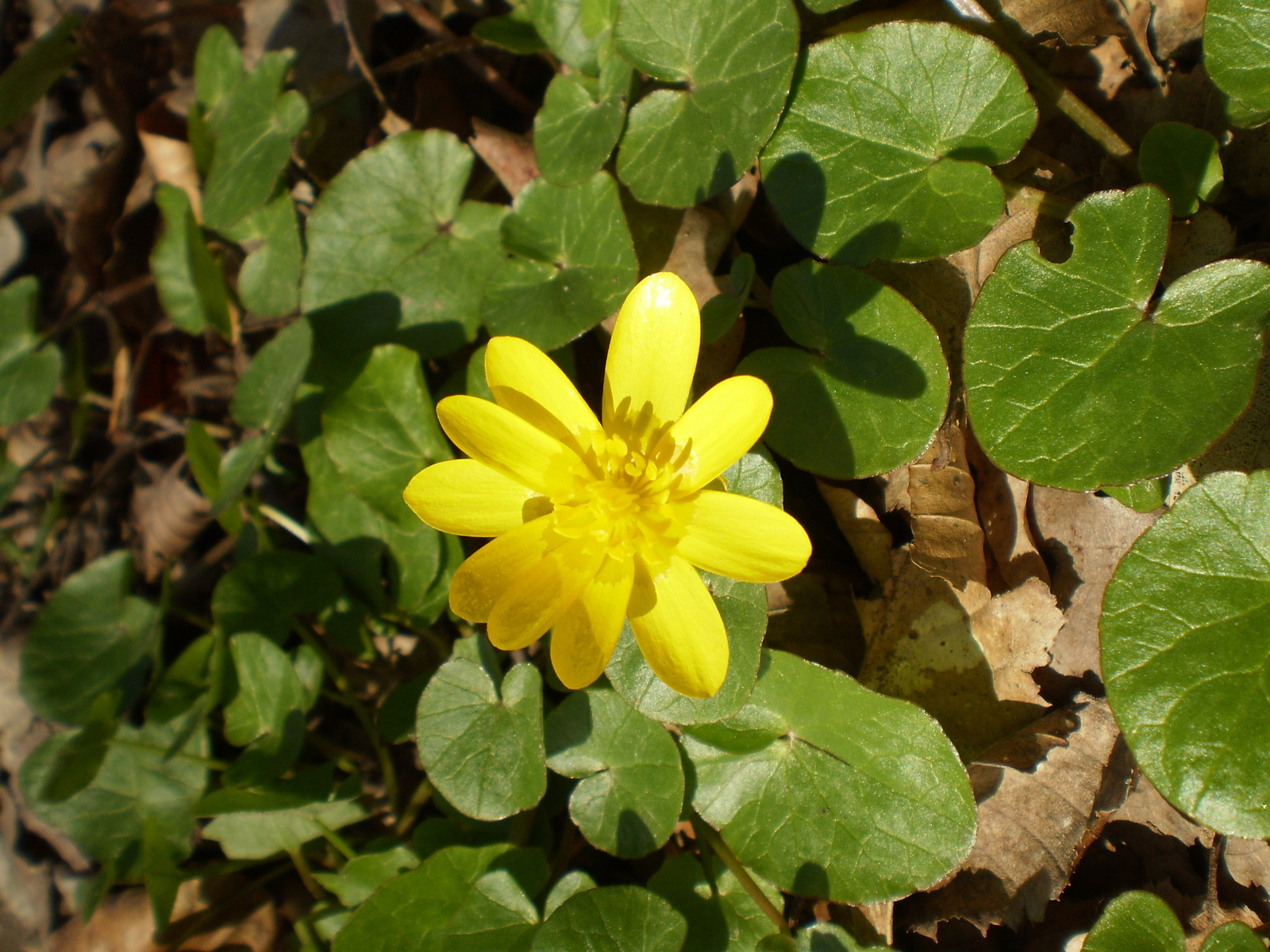 20100403Szentkút Jakabhegy 034