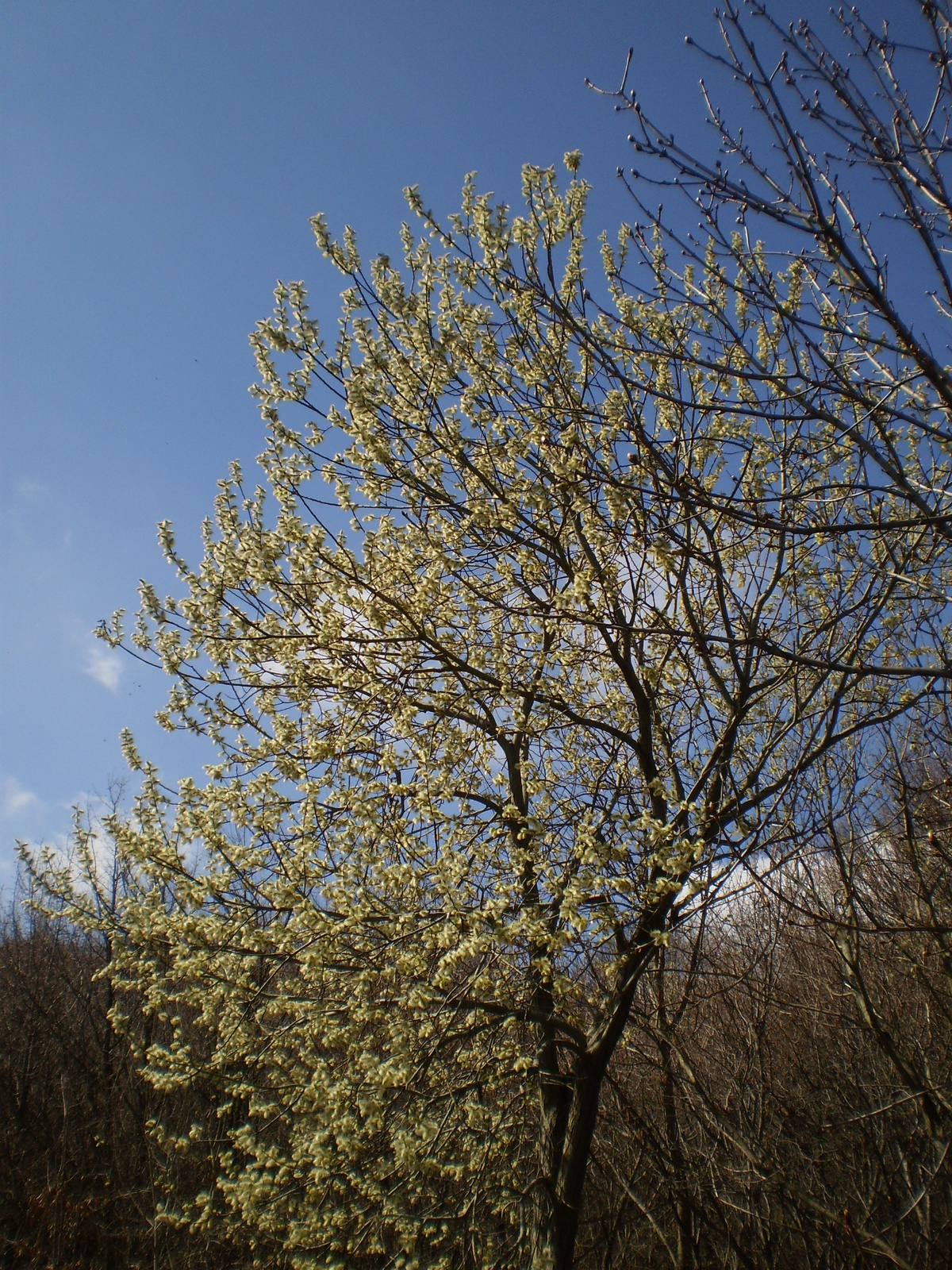 20100403Szentkút Jakabhegy 049