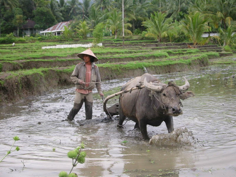 munkaban, indonezia