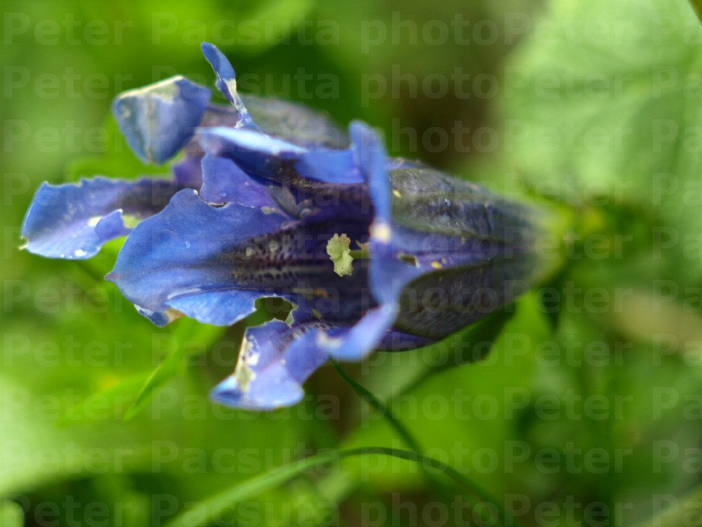 Szártalan tárnics (Gentiana clusii)