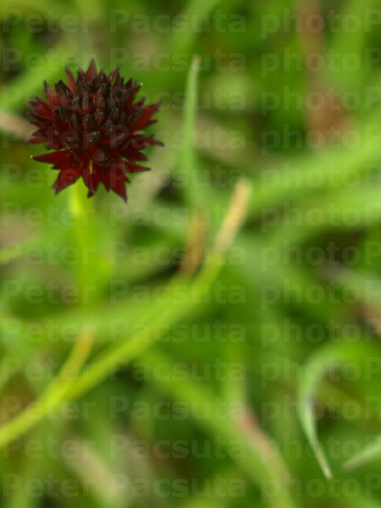 Feketekosbor, vagy Törpe bíborka, (Nigritella nigra)