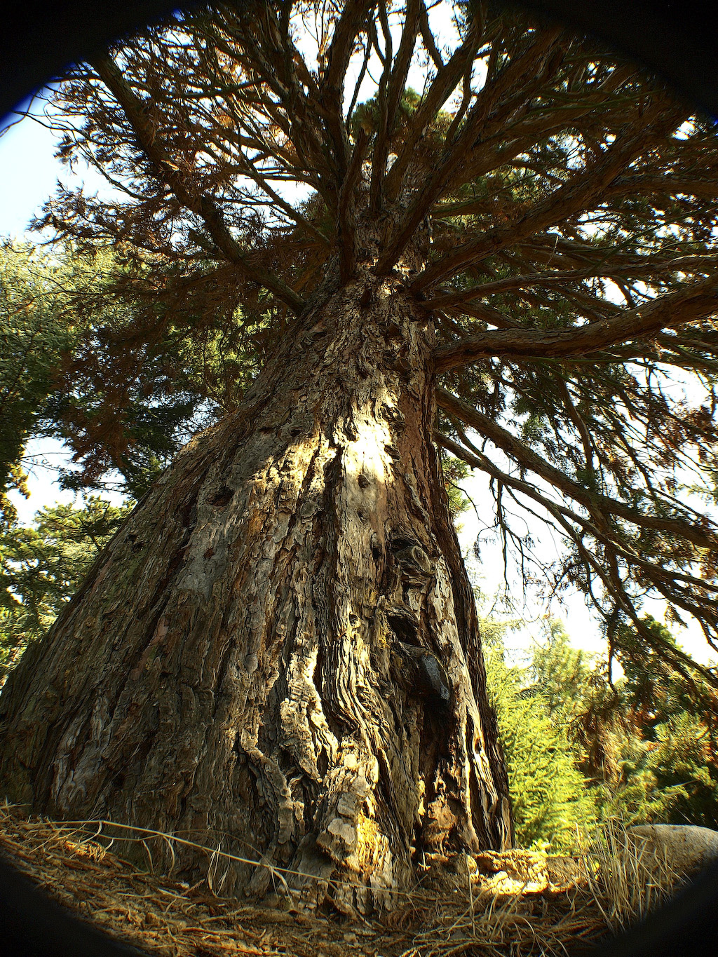 Mammutfenyő (Sequoiadendron giganteum)