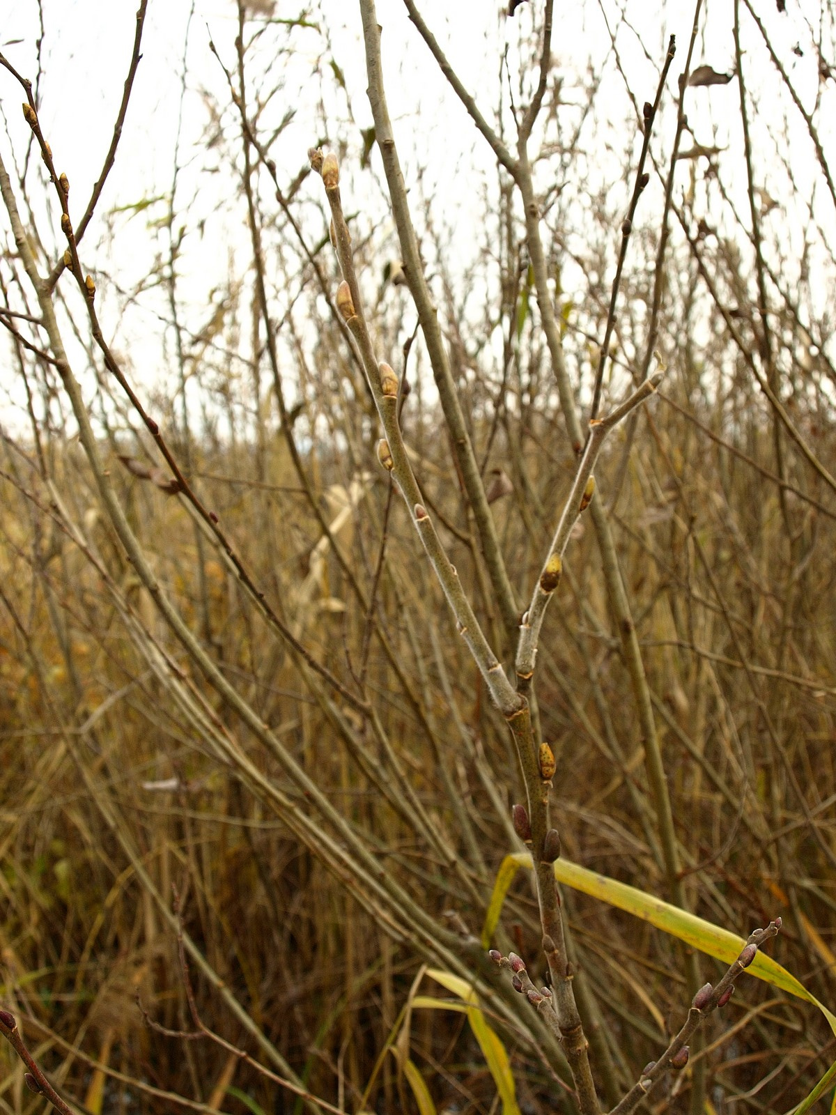 Hamvas fűz (Salix cinerea)