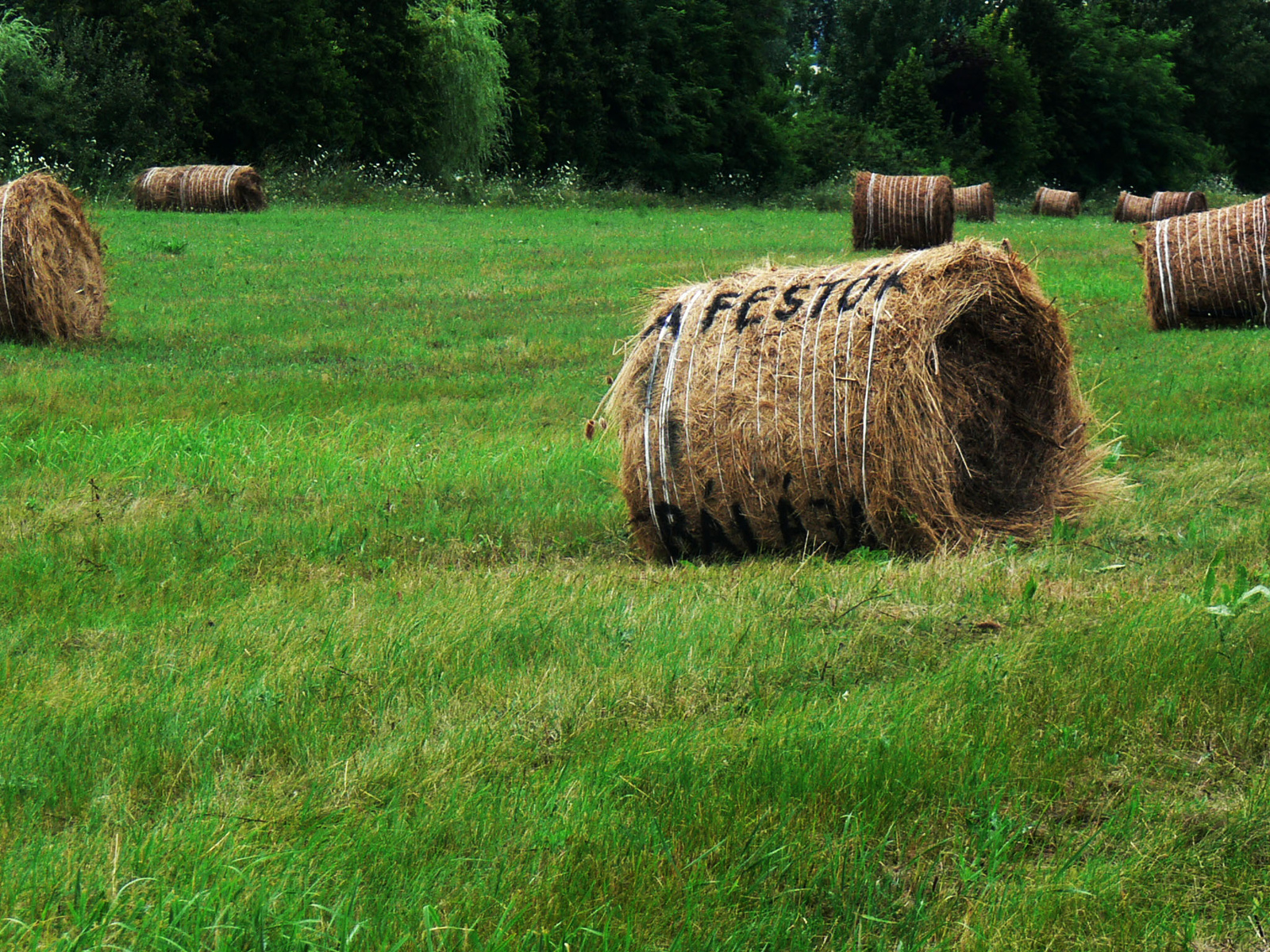 a festők bálája