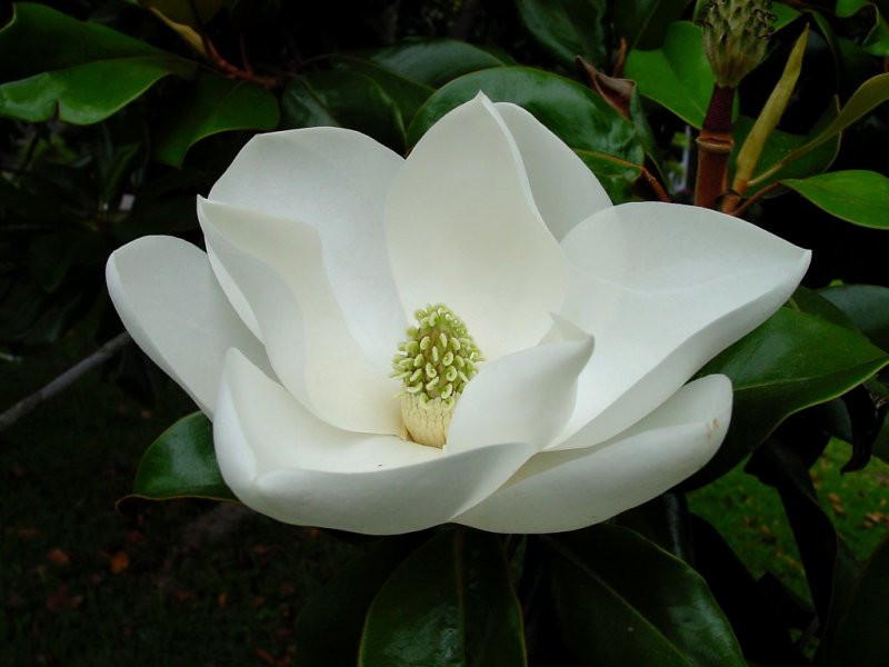 magnolia