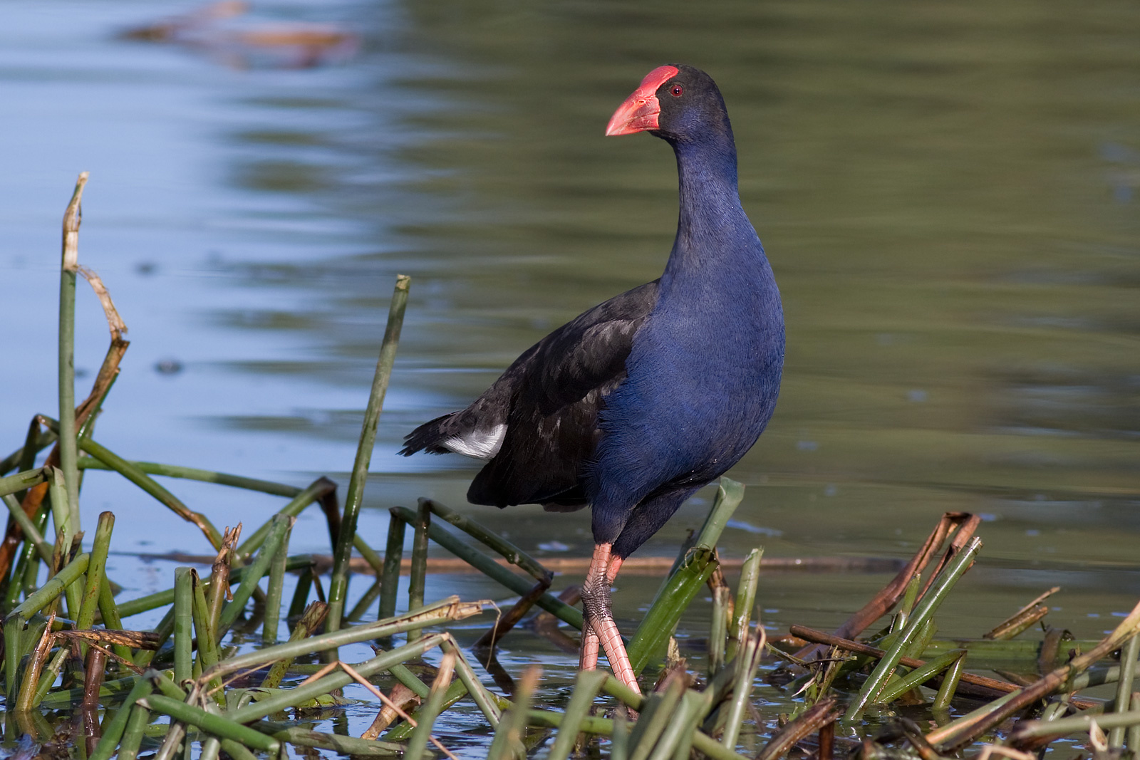 Purple Swamphen - Pukeko