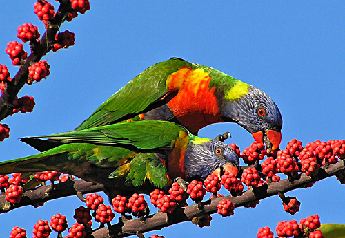 Rainbow-Lorikeet-from-Australia