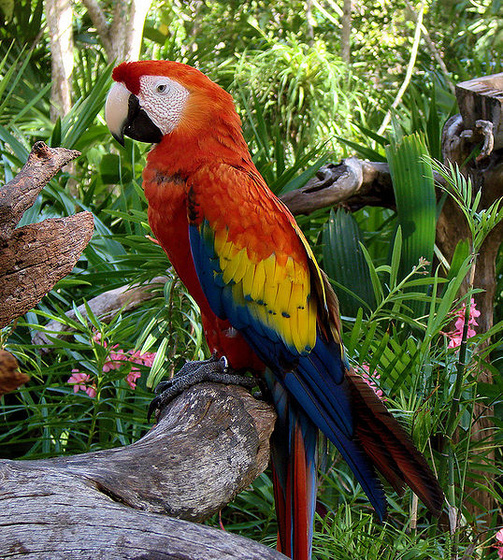 538px-Scarlet Macaw (Ara macao) -Coco Reef -Mexico-6-2c