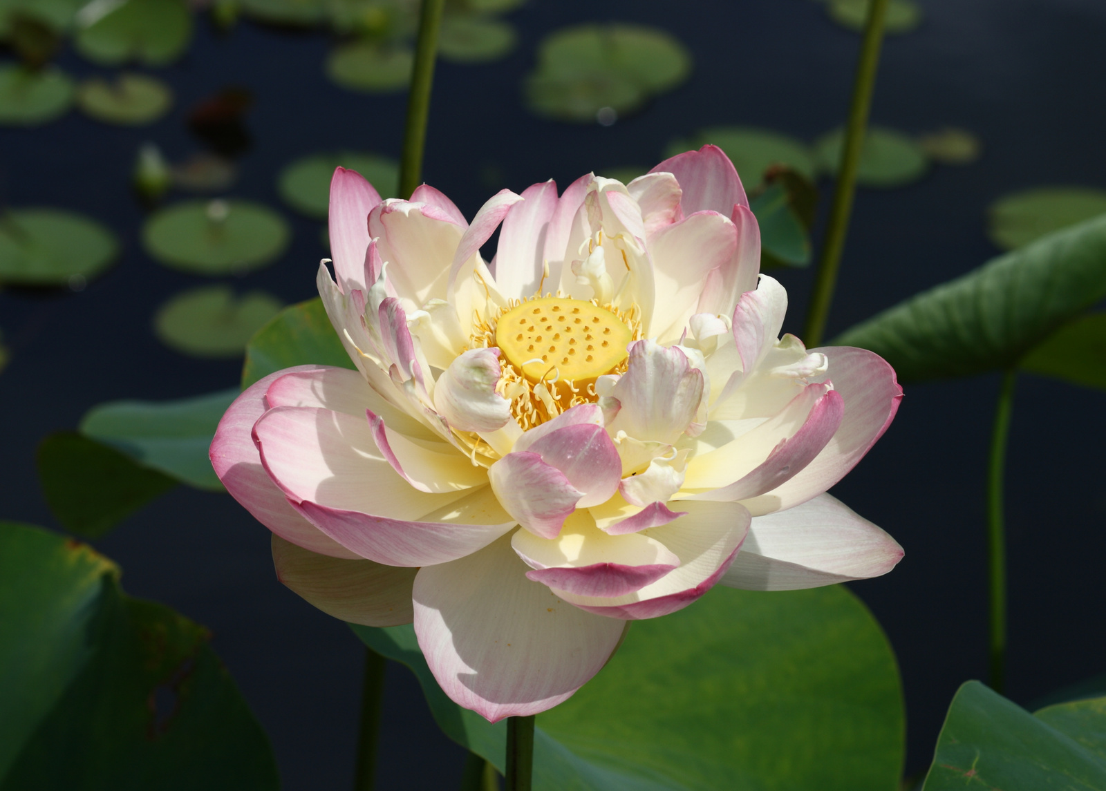 'Mrs. Perry D. Slocum' Sacred Lotus in full bloom at Brooklyn Bo