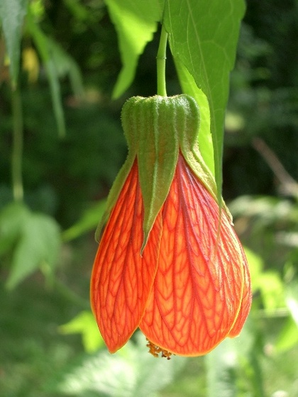 Abutilon x hybridum Chinalaterne 1