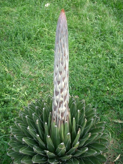 Agave victoria reginae 1